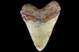 Fossil Megalodon Tooth - Massive Tooth! #75500-2